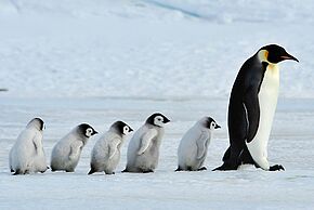 Les grands voyages naturalistes