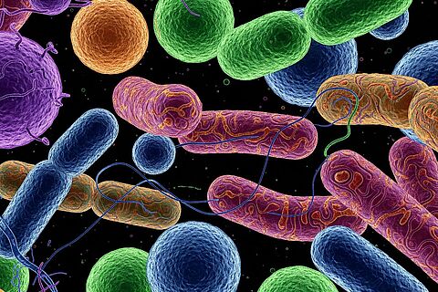 "Les secrets de notre microbiote intestinal"