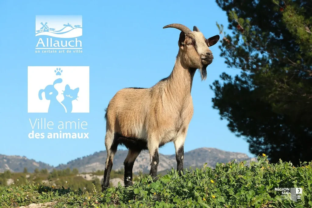 Bien-être animal : Allauch obtient le label « Ville amie des animaux » !